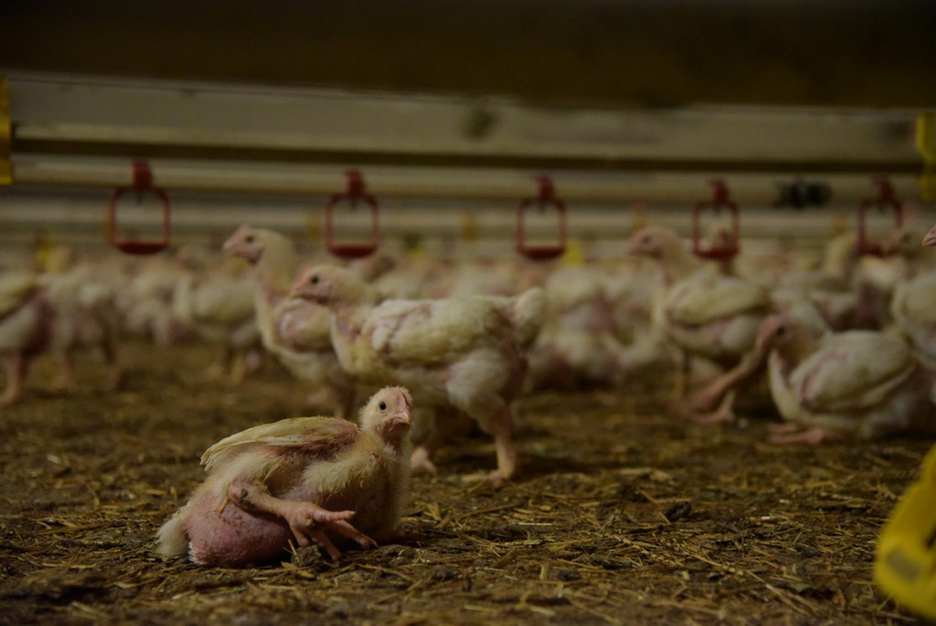 Allevamenti intensivi di pollo: basso costo, alta crudeltà