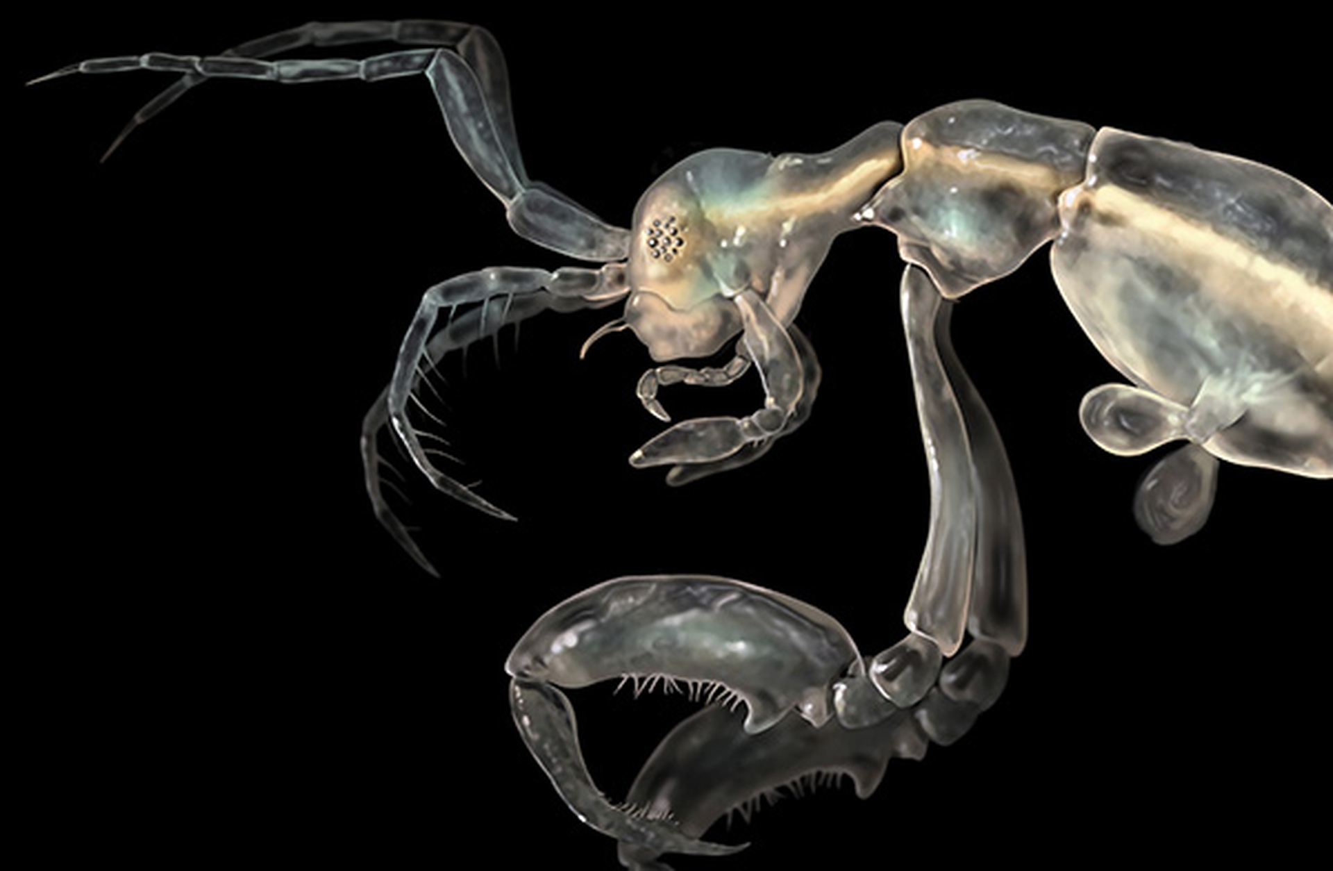 La top 10 delle nuove specie scoperte nel 2014