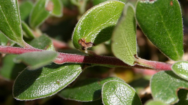 Solo le foglie dell'uva ursina servono a preparare i rimedi naturali. ©Wikimedia