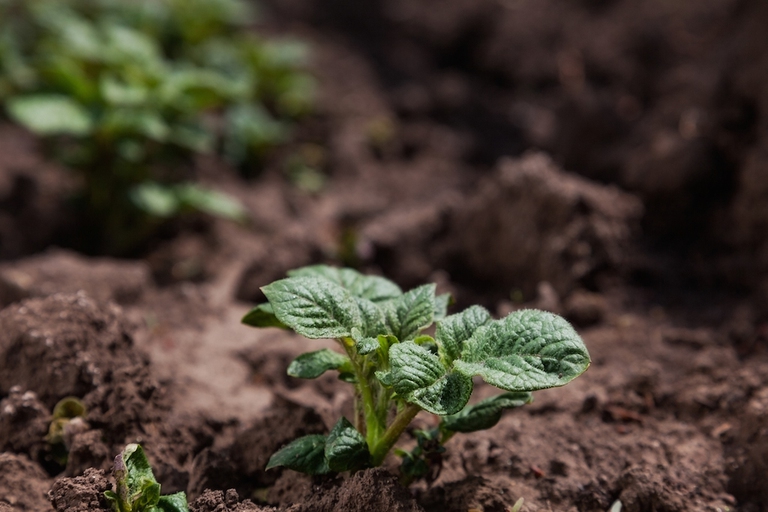 agricoltura biologica nell'Unione europea