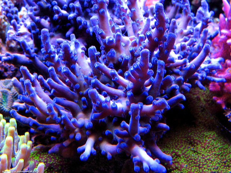acropora-carduus
