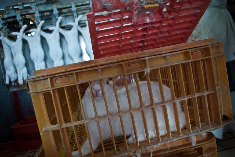 Coniglio in gabbia prima di essere sgozzato