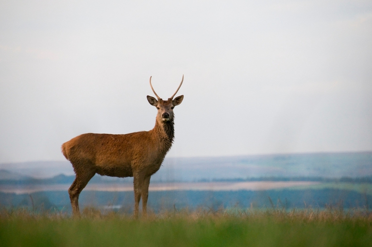 Località dove ascoltare il bramito cervi