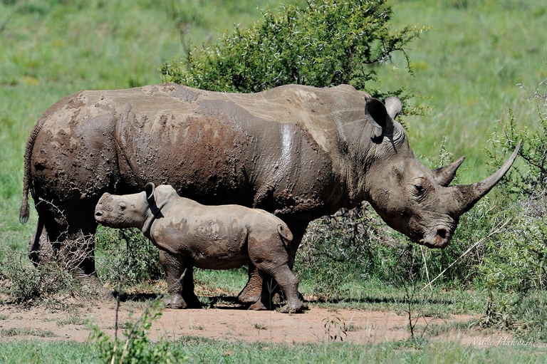 Rinoceronte africano con il suo piccolo