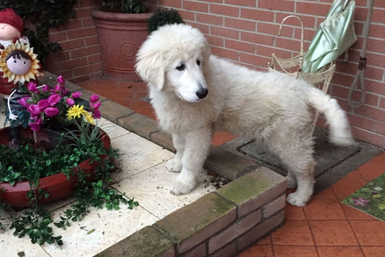 animali inquinamento e cambiamenti climatici