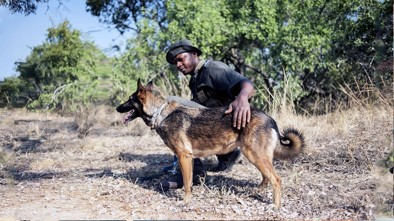100 bracconieri arrestati, 115 rinoceronti salvati in quattro anni.