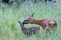 Stati Uniti, bracconiere condannato a un anno di carcere e a vedere Bambi una volta al mese