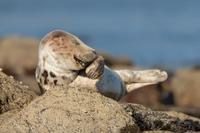 L’irresistibile comicità della natura nelle foto finaliste dei Comedy wildlife photography awards 2021