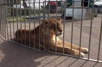 Sardegna, effettuato il più grande sequestro di animali da circo in Italia