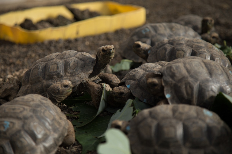Giovani tartarughe giganti di Española nate nel centro di allevamento