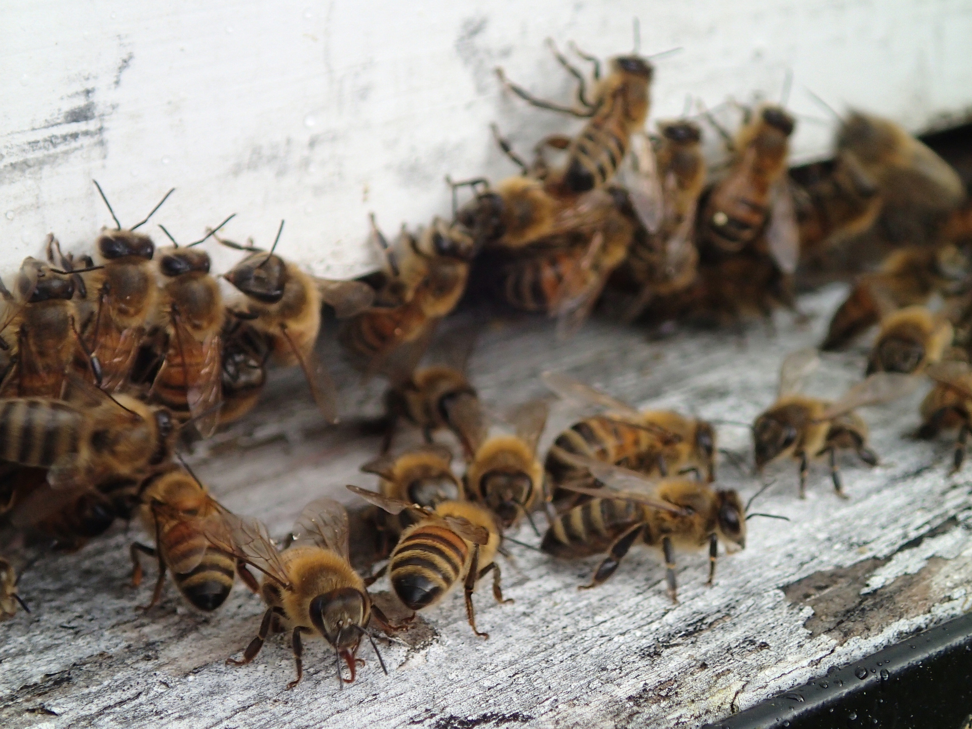 US beekeepers lost half their honeybees last year