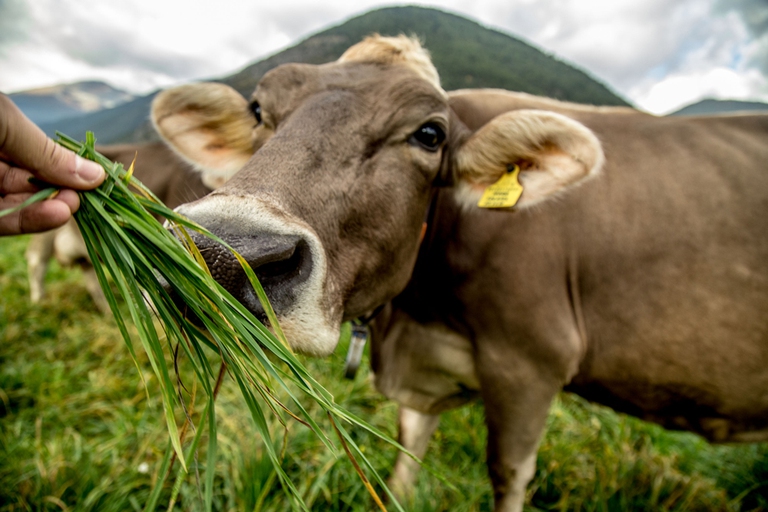 yogurt biologico latte fieno alce nero mila