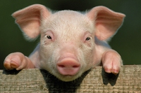 Il 10 dicembre è la Giornata mondiale per i diritti degli animali