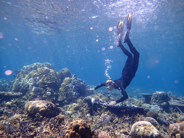 Le canzoni delle barriere coralline studiate dall’intelligenza artificiale