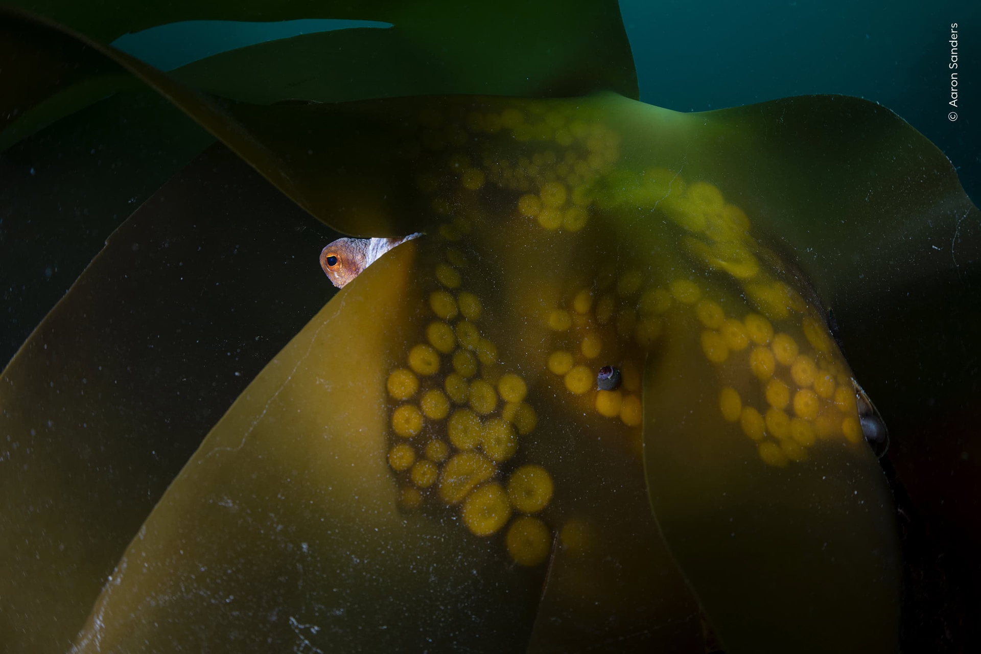 &copy; Wildlife Photographer of the Year