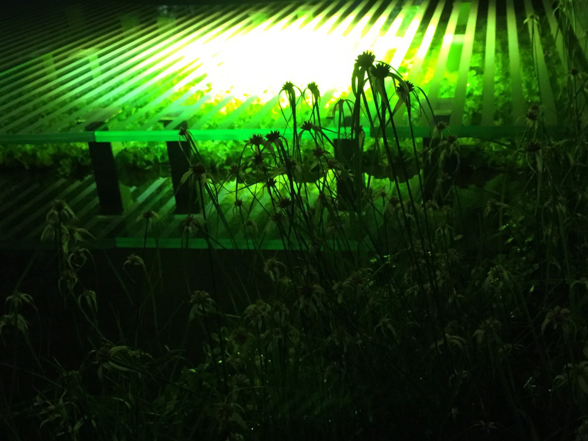 La natura intorno al giardino