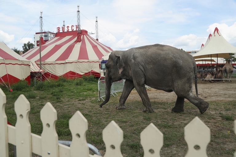 Elefante indiano al circo