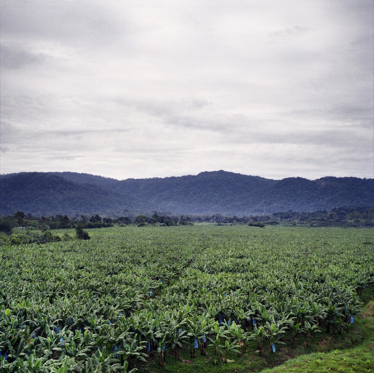 monocultura banane alce nero fairtrade biodiversità