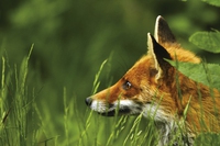 Come la biodinamica aumenta la biodiversità, il racconto fotografico
