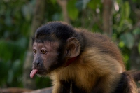 Amazzonia 3D dal 23 marzo nei cinema