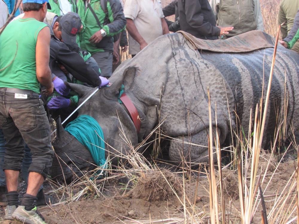 No rhinos were killed in Nepal in the past 2 years. Here's how it happened