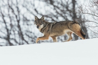Rewilding in Italia: stato dell’arte e prospettive future. Se ne parla dal 3 al 5 novembre