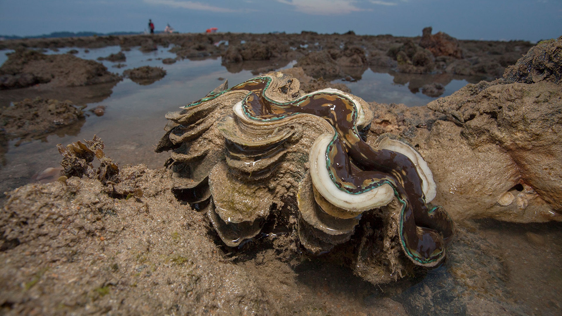 Due conchiglie giganti sequestrate a Firenze: appartengono a mollusco in  via di estinzione – L'Arno.it