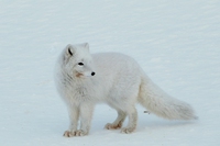 Behind the winning picture of the Wildlife Photographer of the Year: the battle between foxes and climate change
