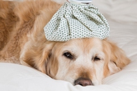 Cosa fare e rimedi per il vomito del cane
