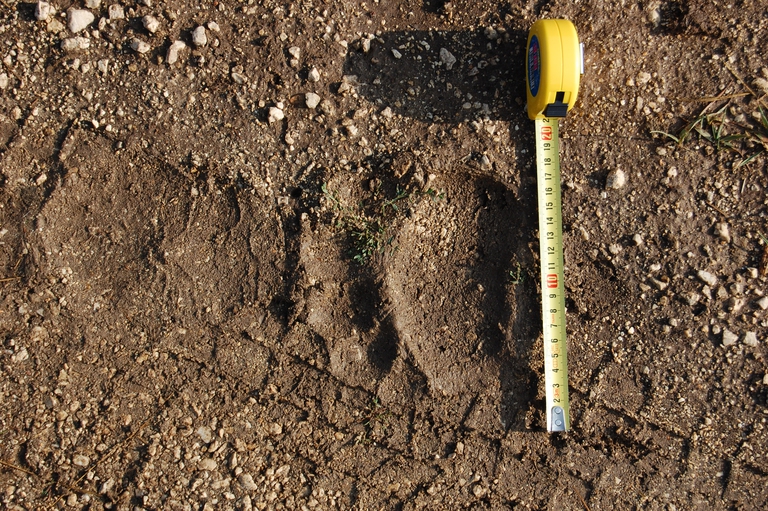 Orma orso bruno marsicano