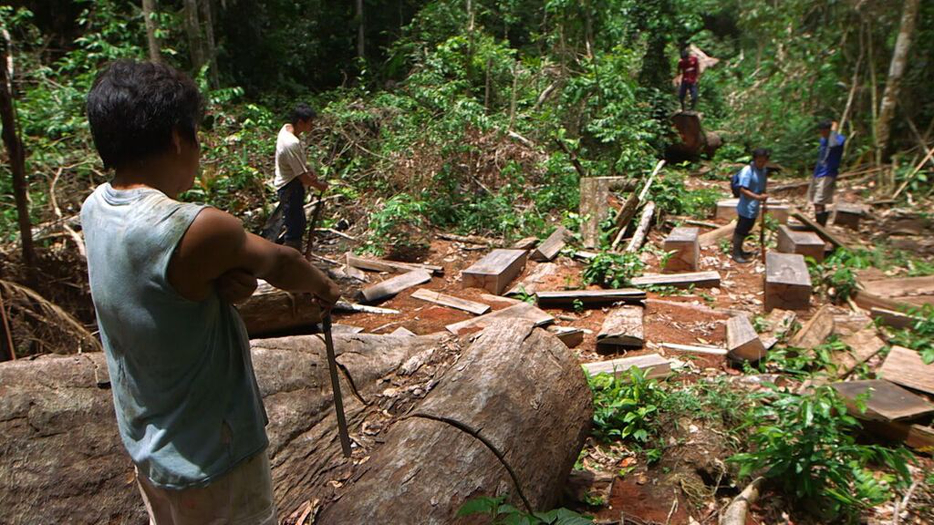Deforestation along the Peru-Brazil border