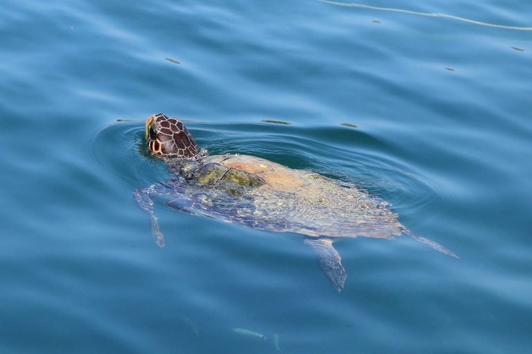 Tartaruga comune che nuota