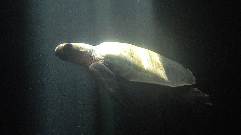 Tartaruga bastarda olivacea in mare