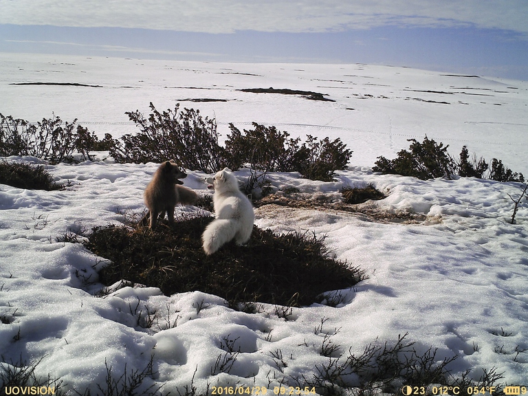 arctic fox finland wwf