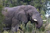 Le specie di elefante sono tre, non due, lo dice la genetica