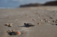 Per la prima volta sono nate delle tartarughe Caretta caretta sul litorale romano