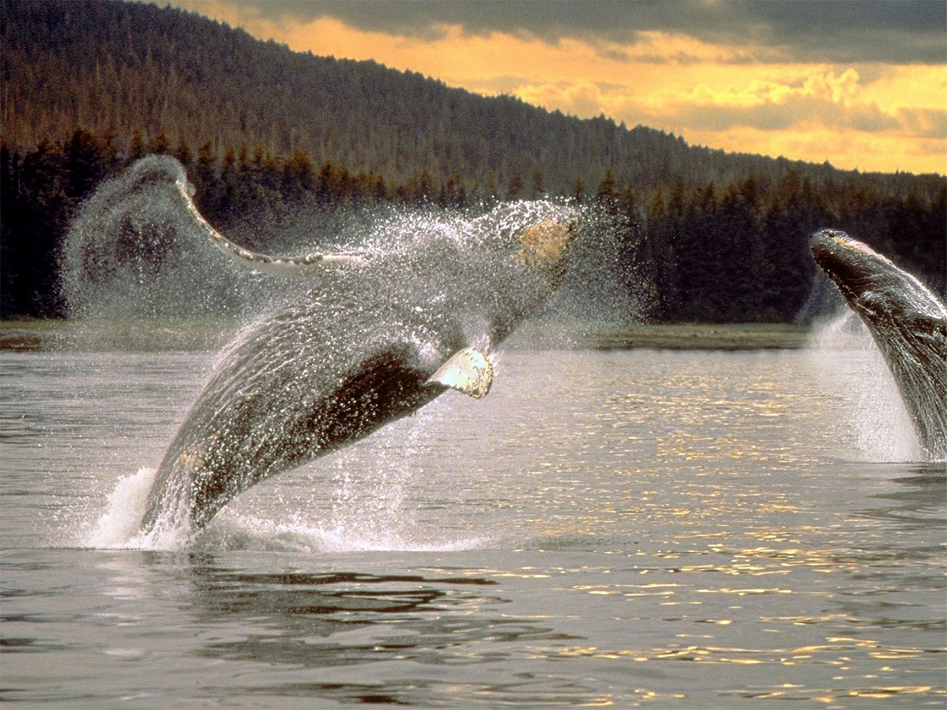 Il 13 febbraio è la Giornata mondiale delle balene