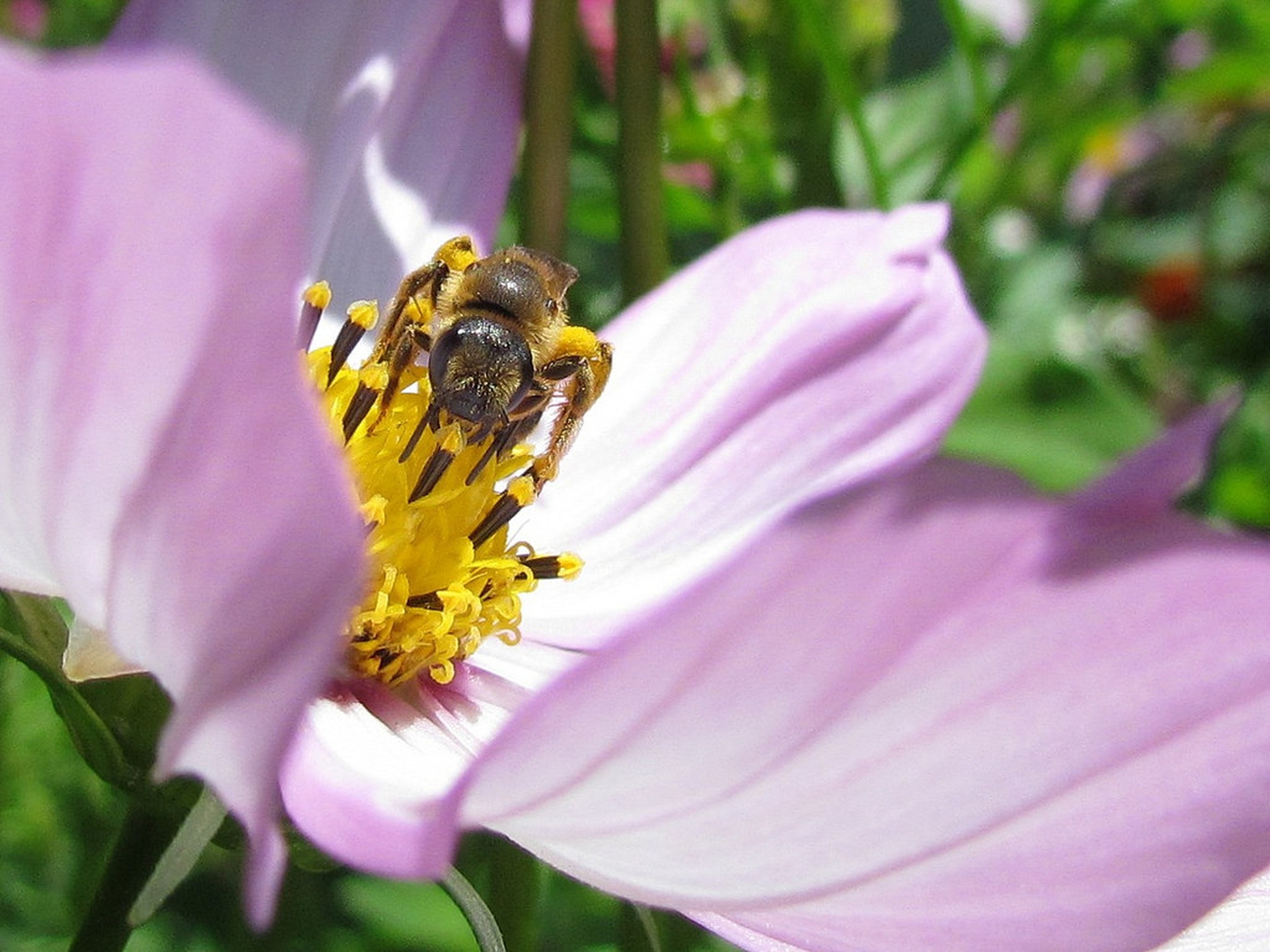 US beekeepers lost half their honeybees last year