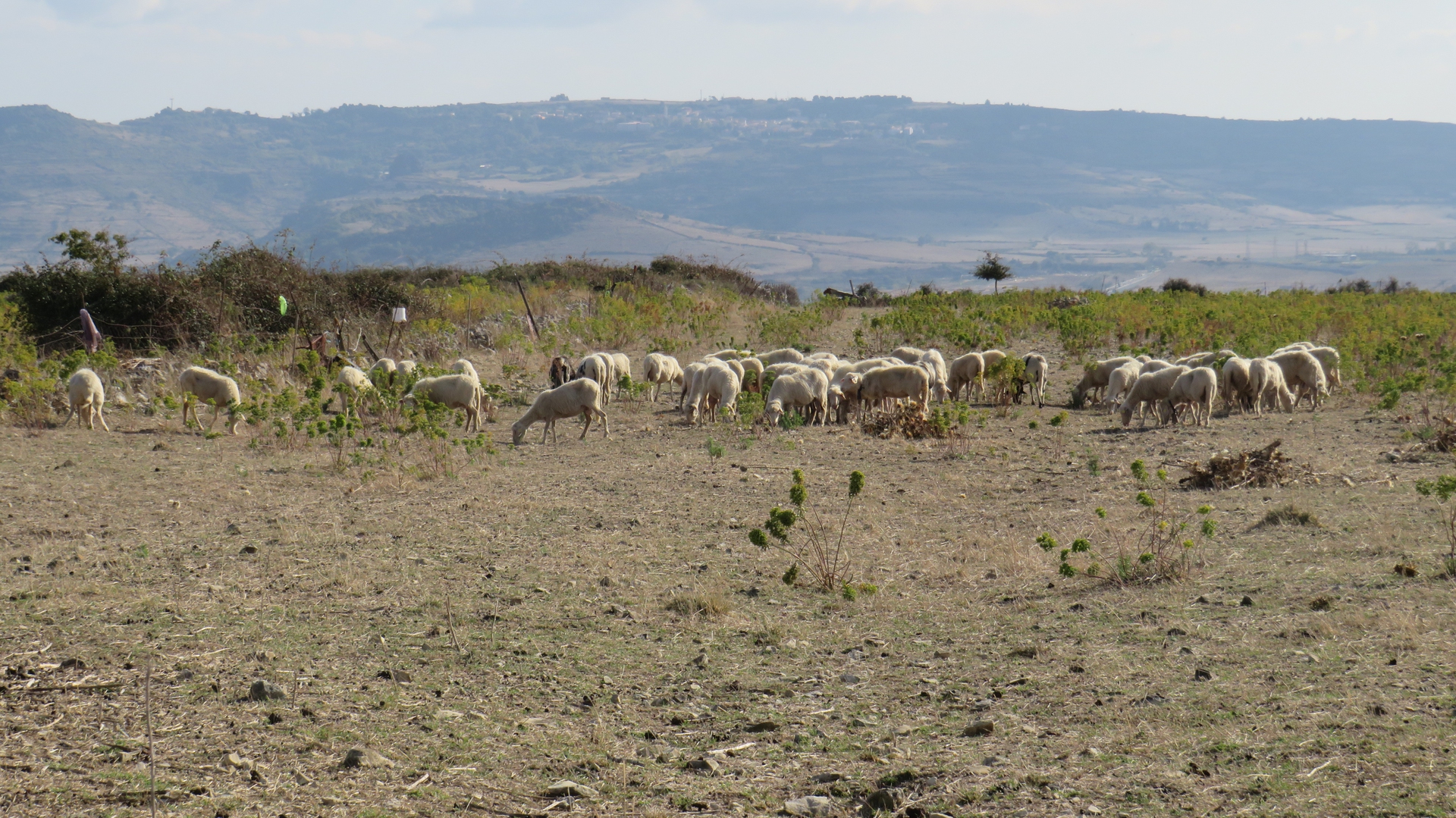 Nei dintorni di Borutta © Paola Piacentini