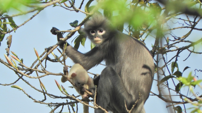 Grande Mekong, scoperte 224 nuove specie animali e vegetali in un anno