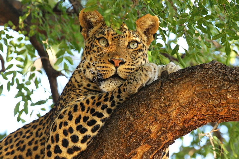 Leopardo, Sudafrica