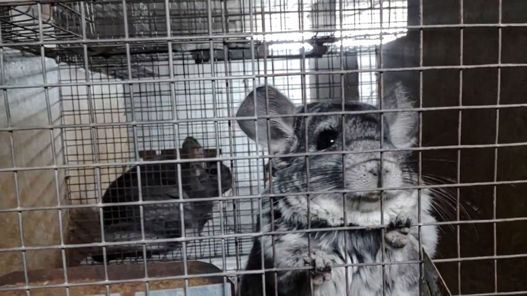 allevamento di cincillà