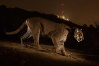 Top 100 unmissable wildlife photos to be exhibited in Milan until December