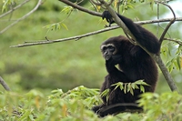 Cina, scoperta una nuova specie di primate: il gibbone Skywalker