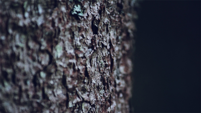 cinque elementi, legno