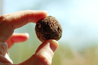 Thailand drops bombs, made of seeds
