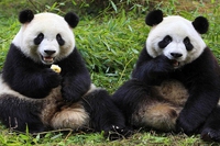 La popolazione di panda gigante è cresciuta del 17%