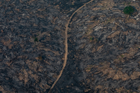 Gli incendi senza precedenti stanno cambiando il Pianeta per sempre. Siamo nell’epoca del Pirocene