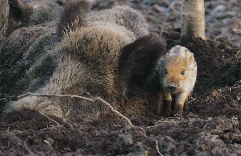 Piccolo di cinghiale accanto alla mamma