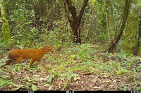 Tanzania, ripreso per la prima volta il raro gatto dorato africano